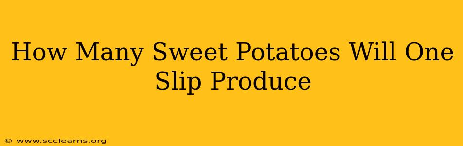 How Many Sweet Potatoes Will One Slip Produce