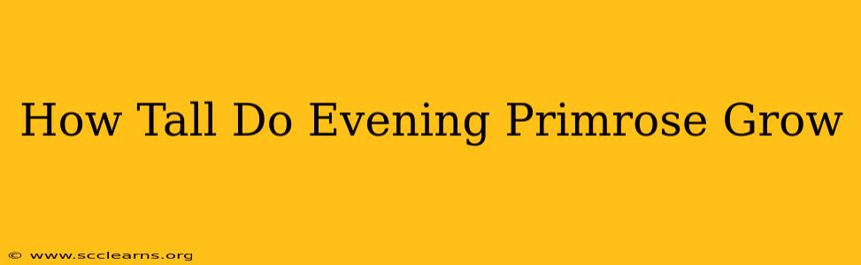 How Tall Do Evening Primrose Grow